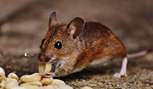 24 Hour & Emergency Exterminators in Baltimore, MD